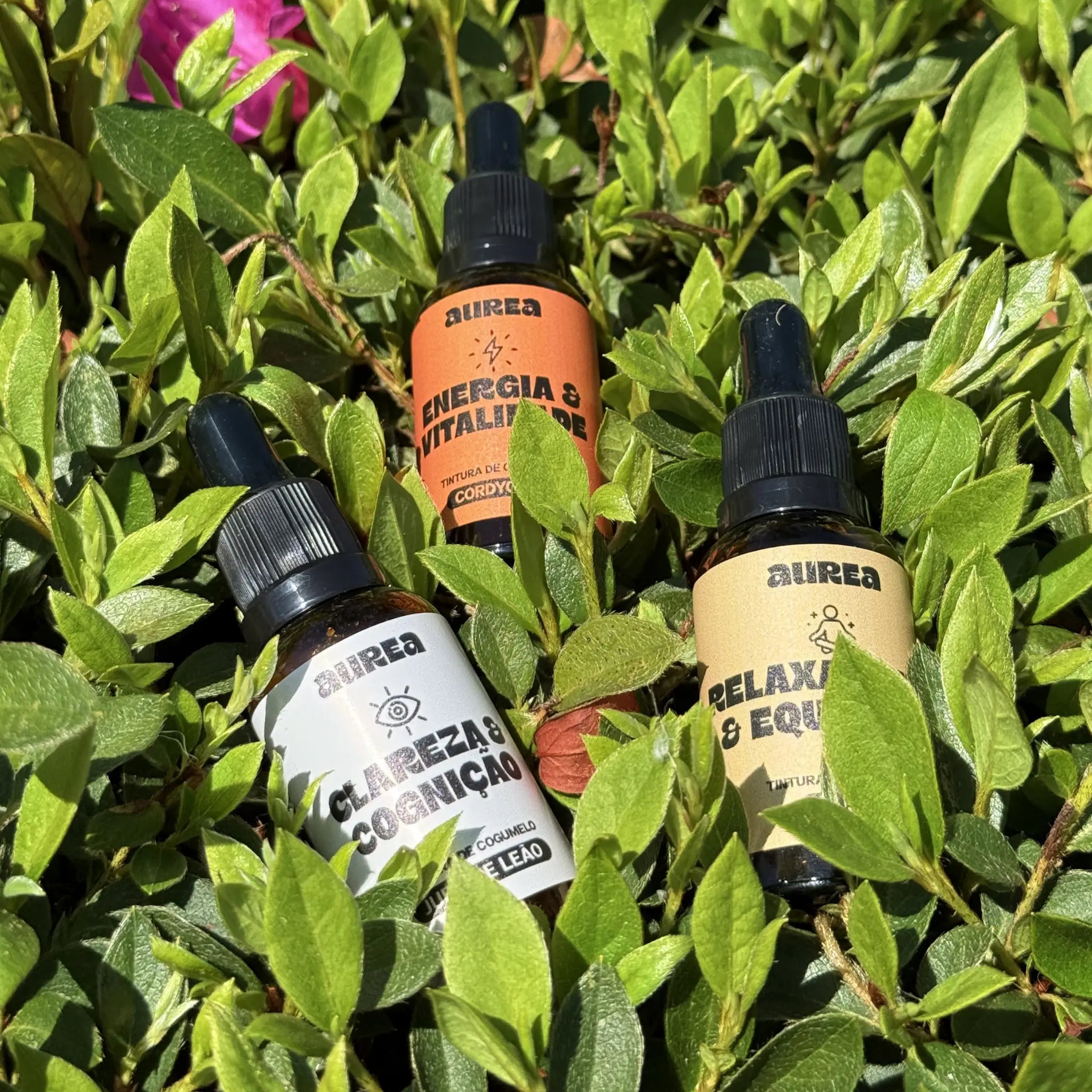 Kit Extratos de Cogumelos Juba de Leão, Reishi e Cordyceps | Kit Harmonia